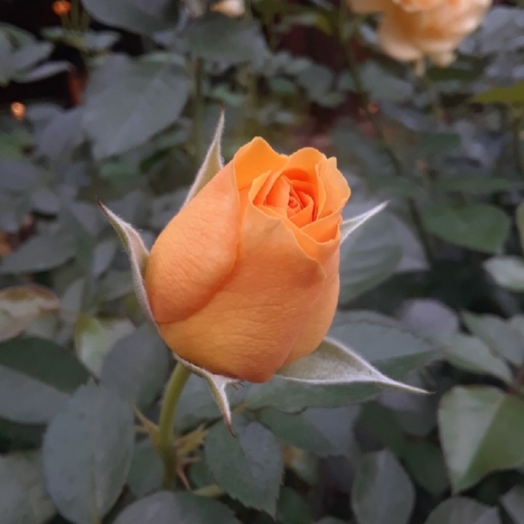 INFO: Clothes, Offers, - Picture 2 of 2